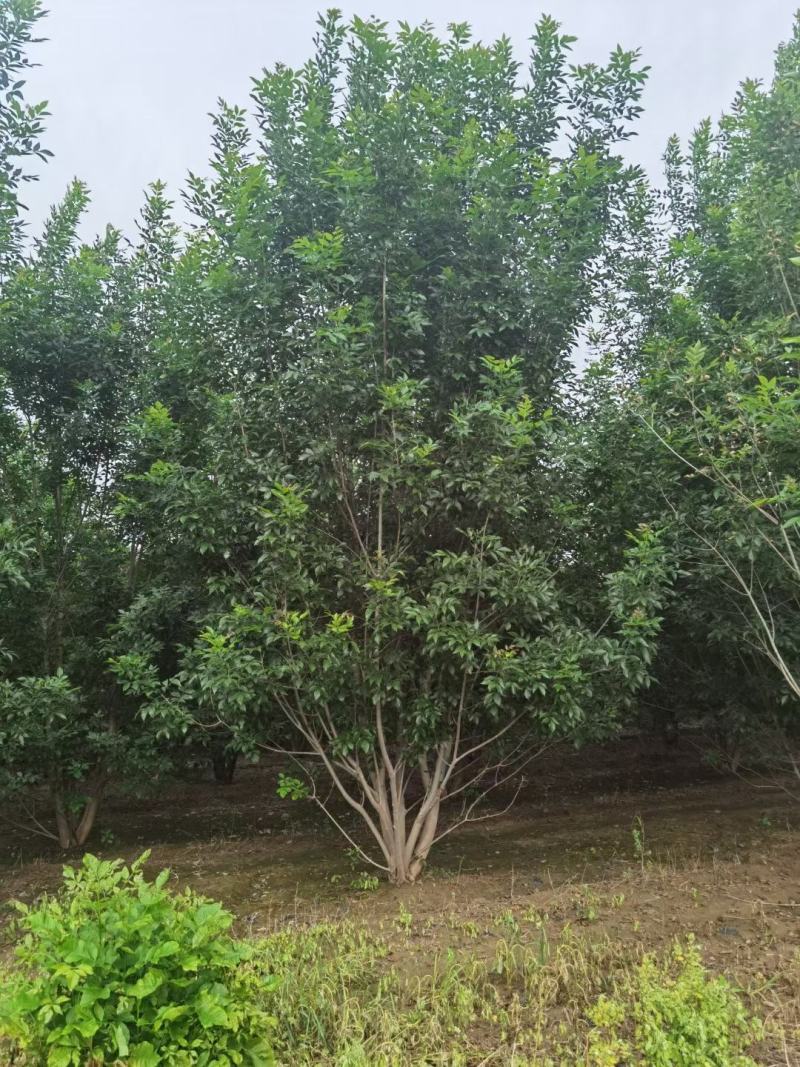 丛生白蜡300/400/500/600规格齐全成活率