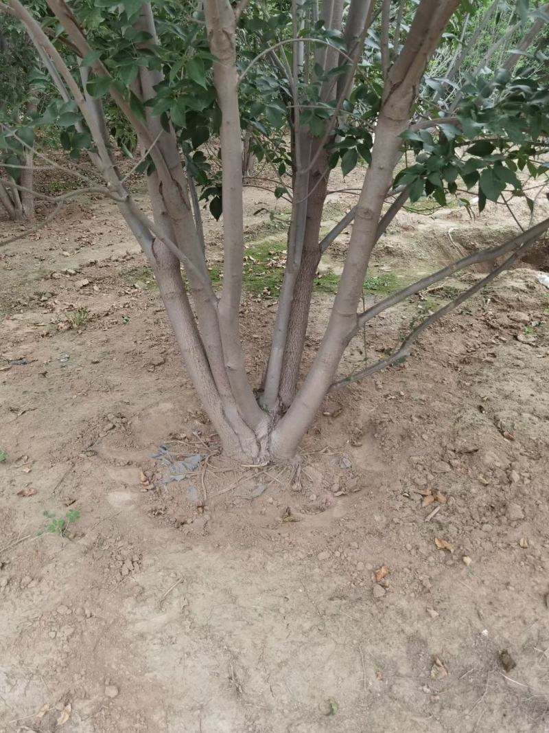 丛生白蜡300/400/500/600规格齐全成活率