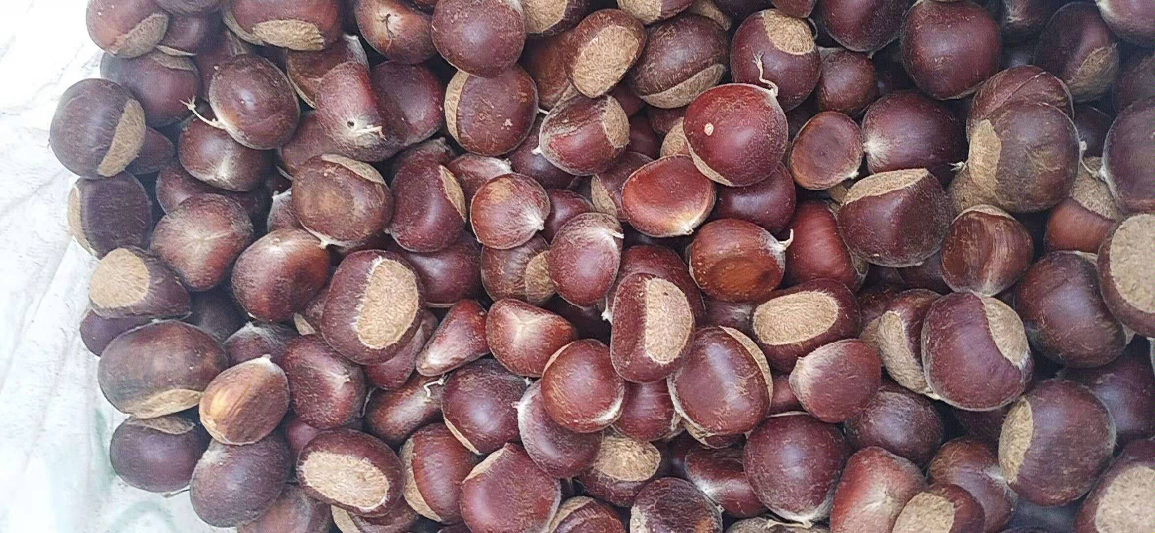 新鲜采摘的栗子堆放在竹筐中，外壳带刺，部分已裂开露出褐色果仁，背景为秋季山林