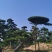 造型松
