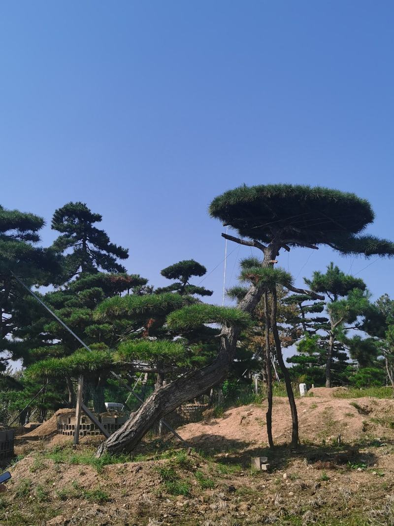 造型松