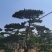 造型松