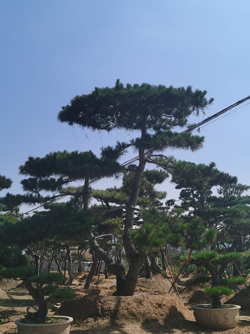 造型松