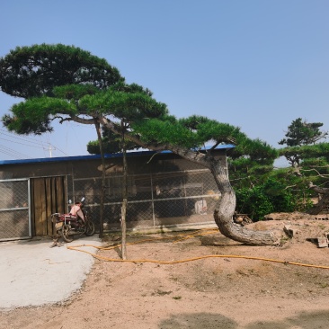 造型松