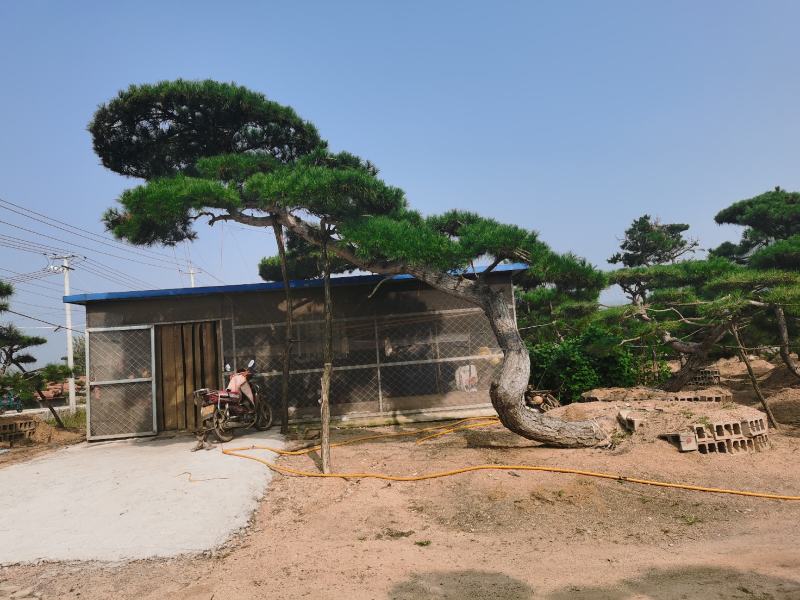 造型松