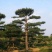 造型松