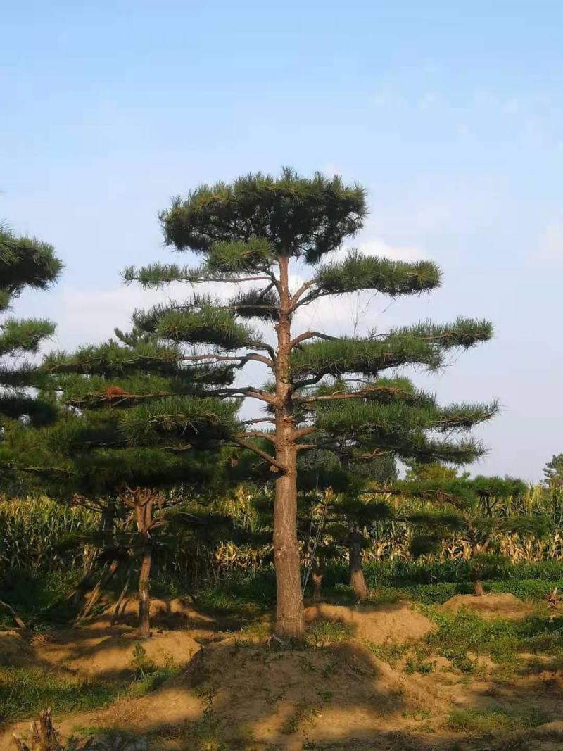 造型松