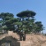 造型松
