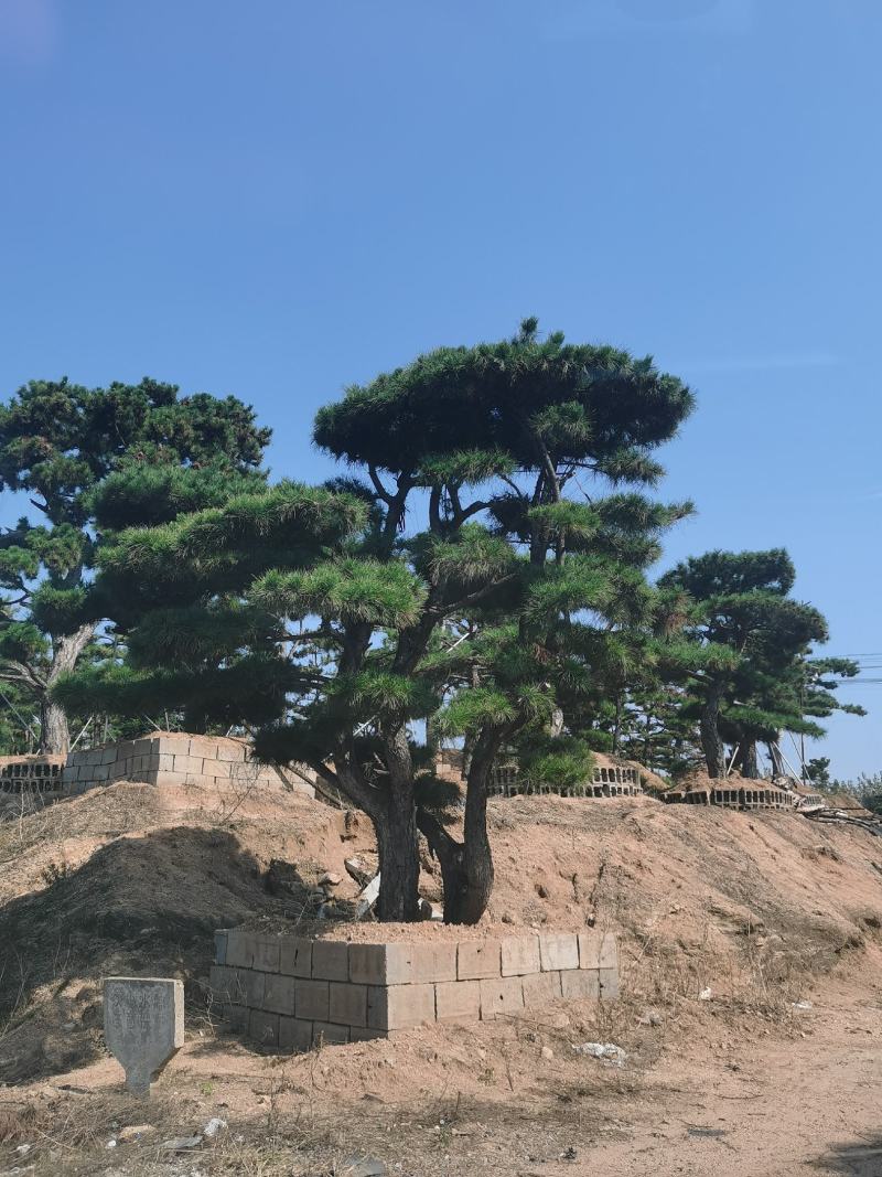 造型松