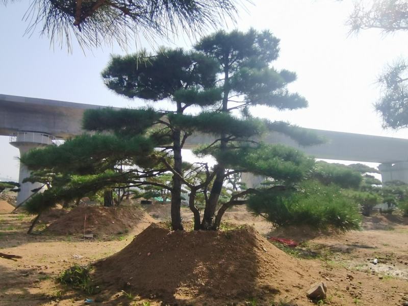 造型松