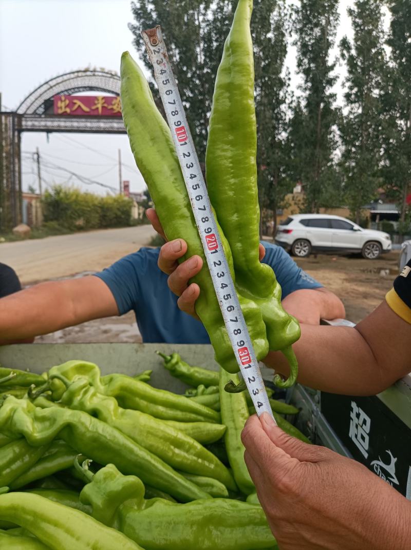 尖椒尖椒9月份大量上市欢迎新老客户前来选购随到随装车