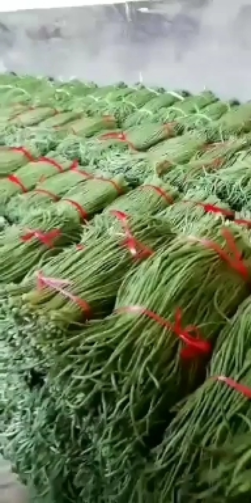 豆角豆角8元1号左右大量上市欢迎新老客户前来选购