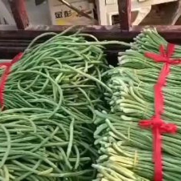 豆角豆角8元1号左右大量上市欢迎新老客户前来选购