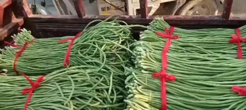 豆角豆角8元1号左右大量上市欢迎新老客户前来选购