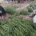 豆角豆角8元1号左右大量上市欢迎新老客户前来选购