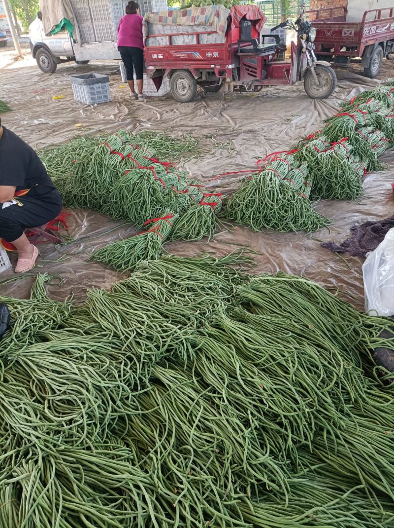 豆角豆角8元1号左右大量上市欢迎新老客户前来选购
