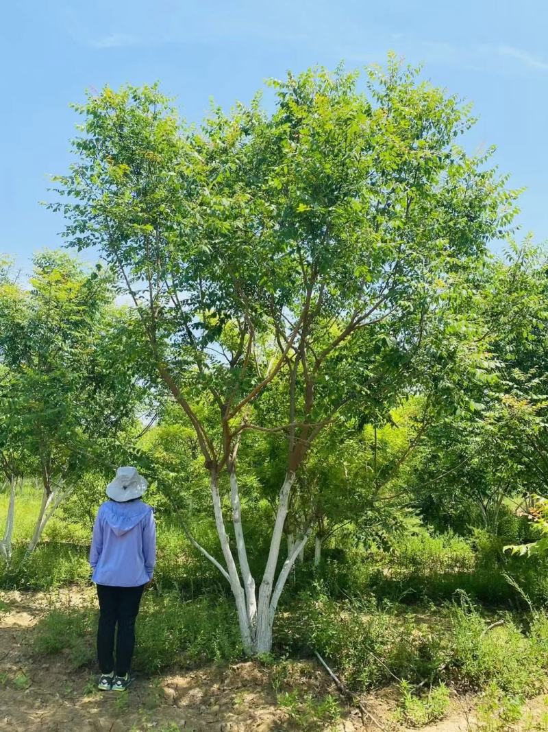 丛生栾树200/300/400/500/600规格齐全