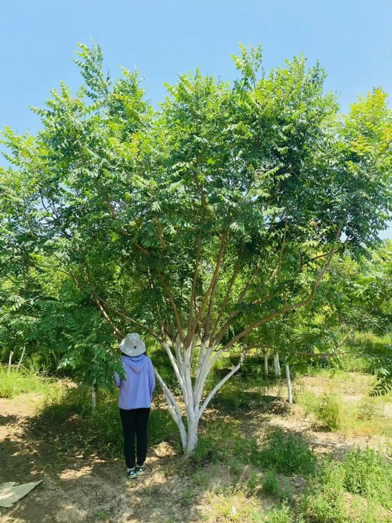 丛生栾树200/300/400/500/600规格齐全