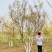 丛生栾树200/300/400/500/600规格齐全