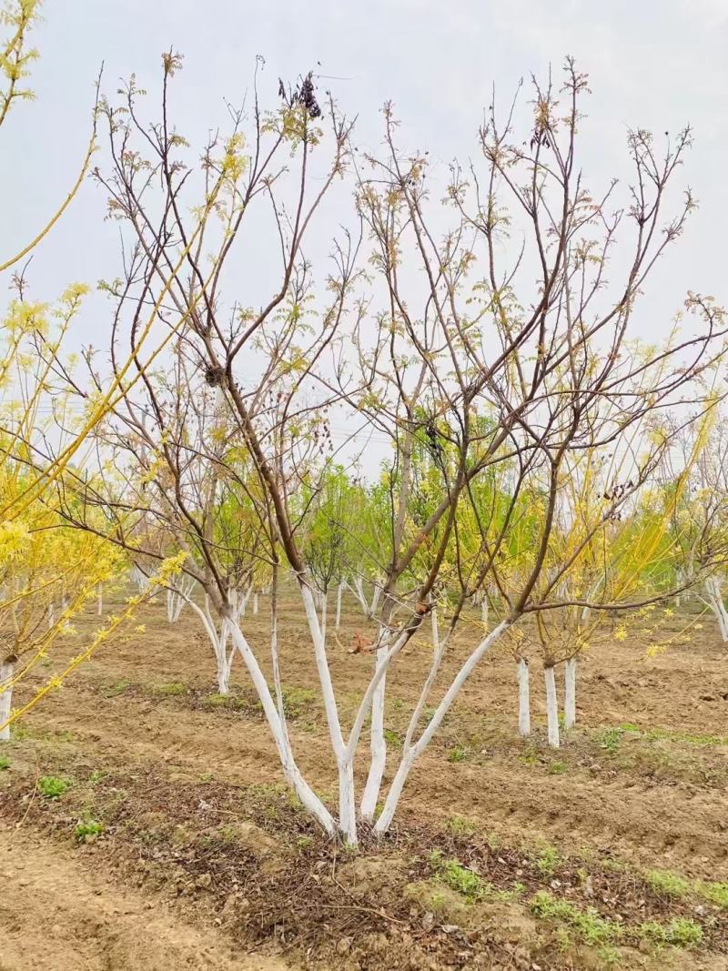 丛生栾树200/300/400/500/600规格齐全