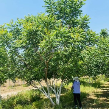 丛生栾树200/300/400/500/600规格齐全