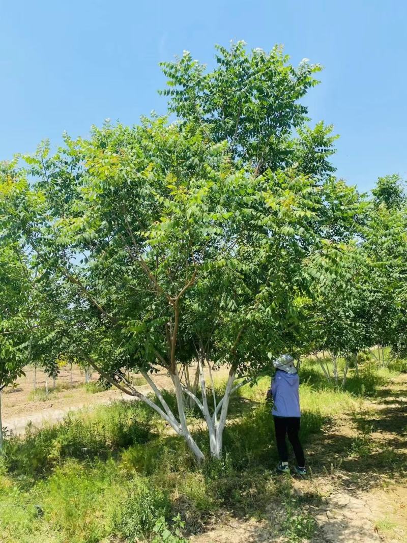 丛生栾树200/300/400/500/600规格齐全