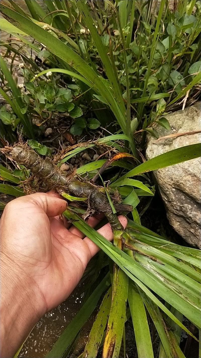 石菖蒲(纯野生)鲜货