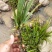 石菖蒲(纯野生)鲜货