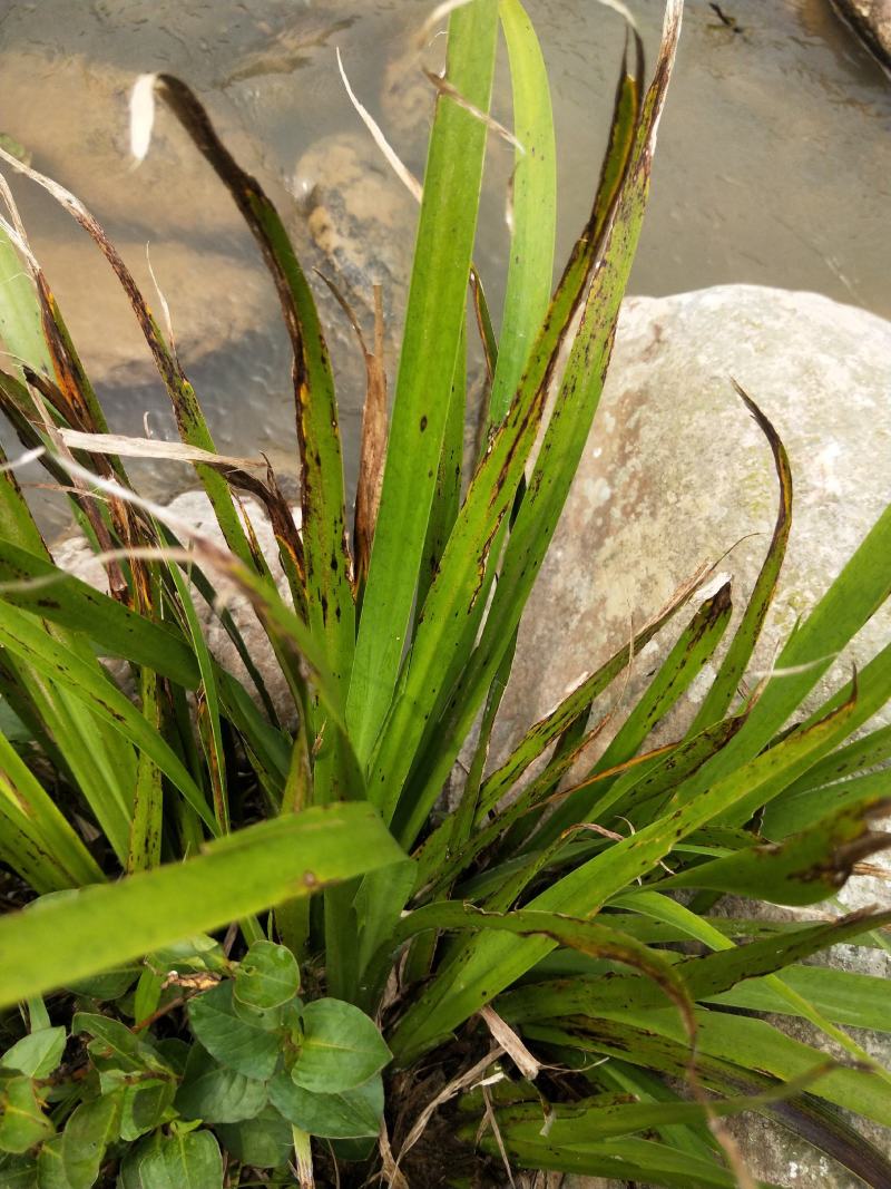 石菖蒲(纯野生)鲜货