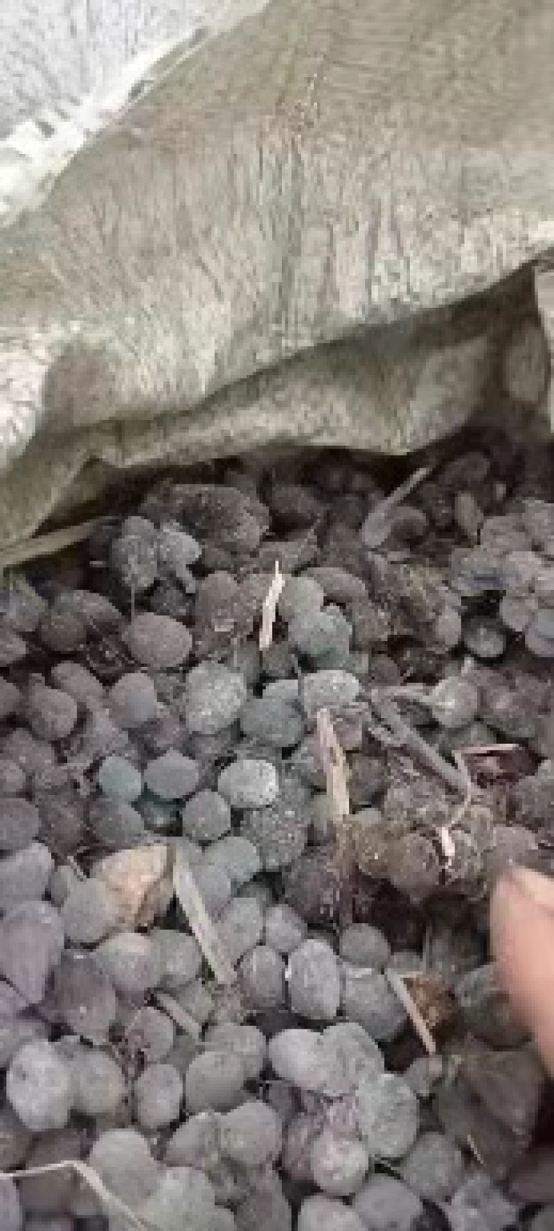 大包羊粪纯羊粪纯干羊粪发货要的可以联系我就行
