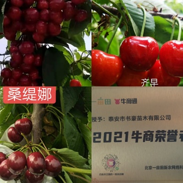 一根棍樱桃苗,抗病能力强产量高好管理,提供技术指导