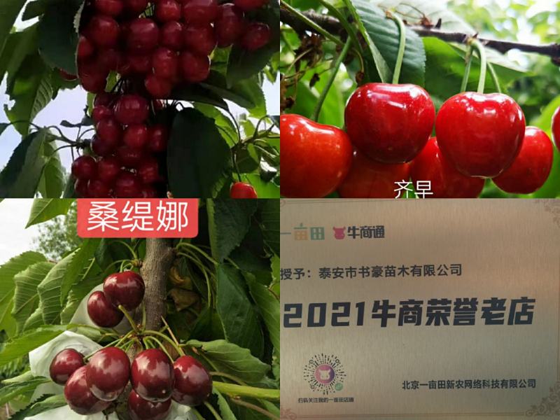 一根棍樱桃苗，抗病能力强产量高好管理，提供技术指导