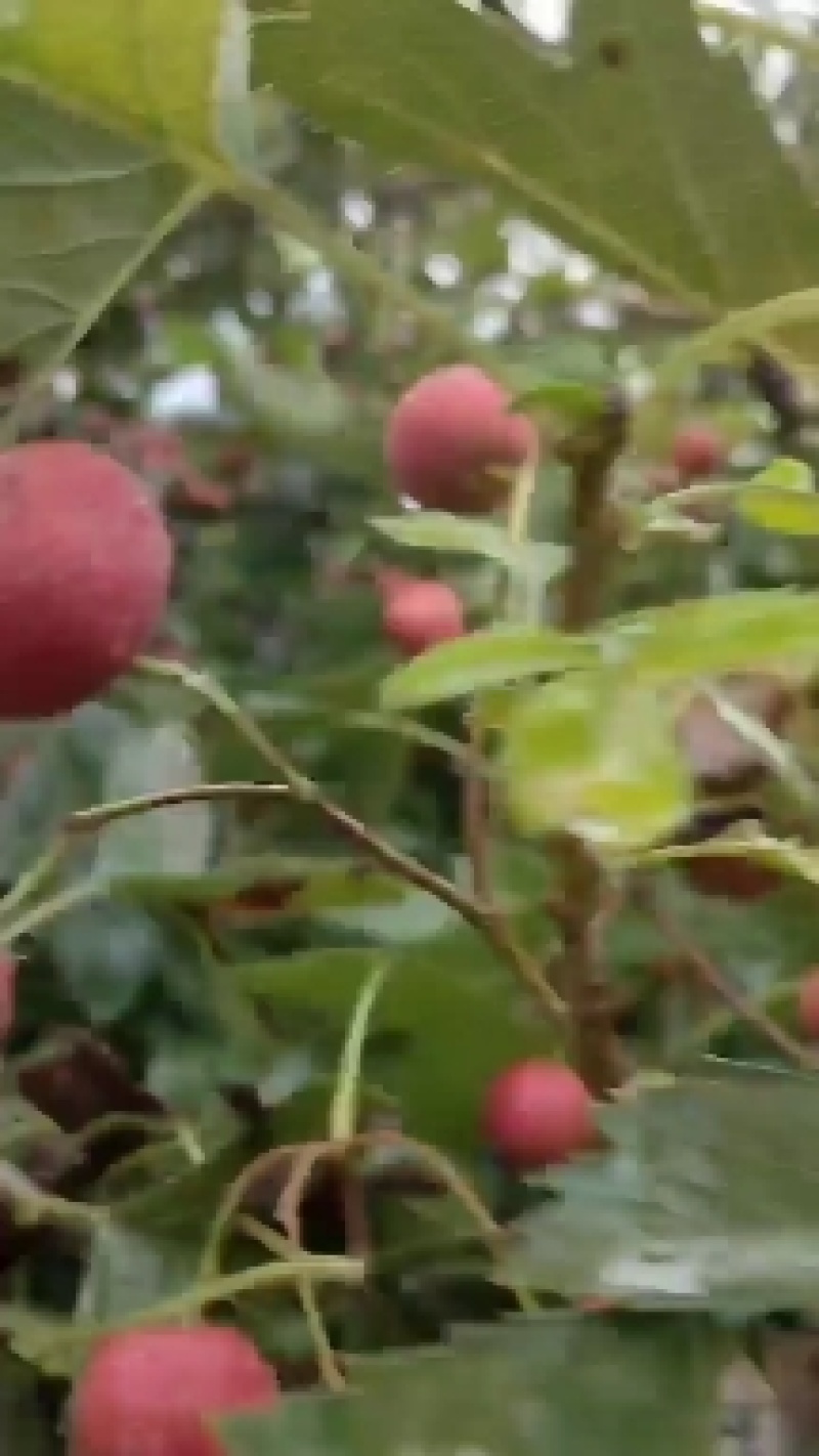 甜红子山楂大量上市