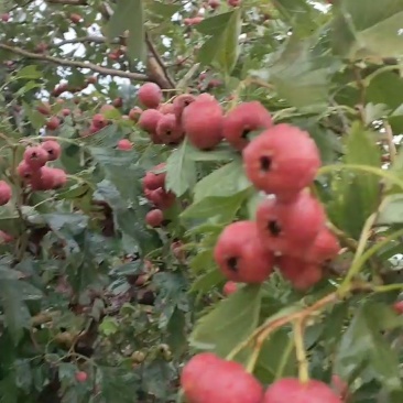 甜红子山楂大量上市