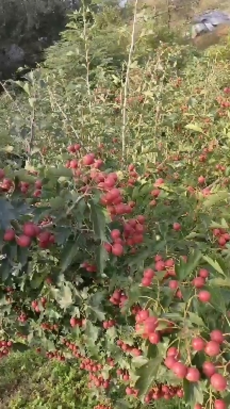 甜红子山楂大量上市