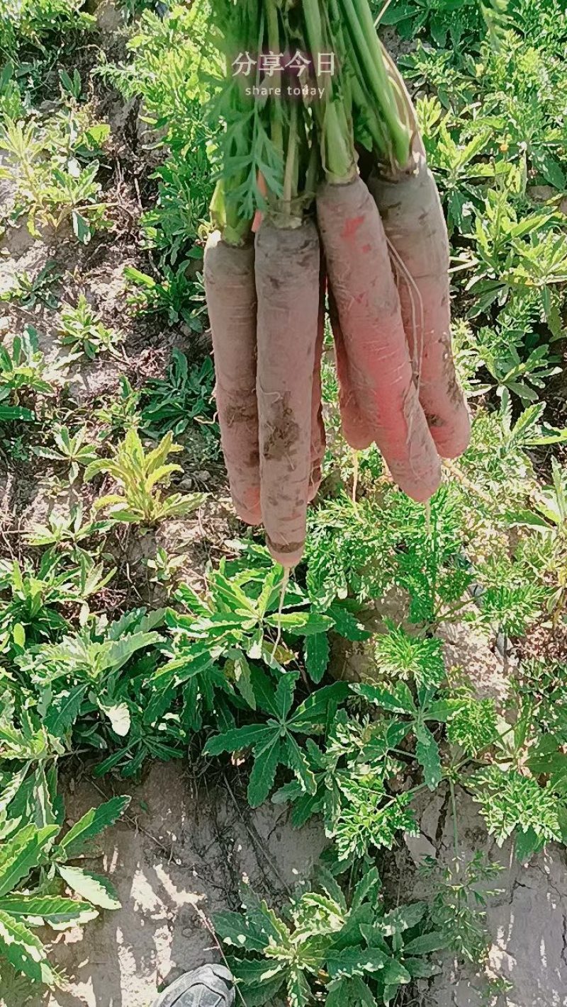 芹菜胡萝卜