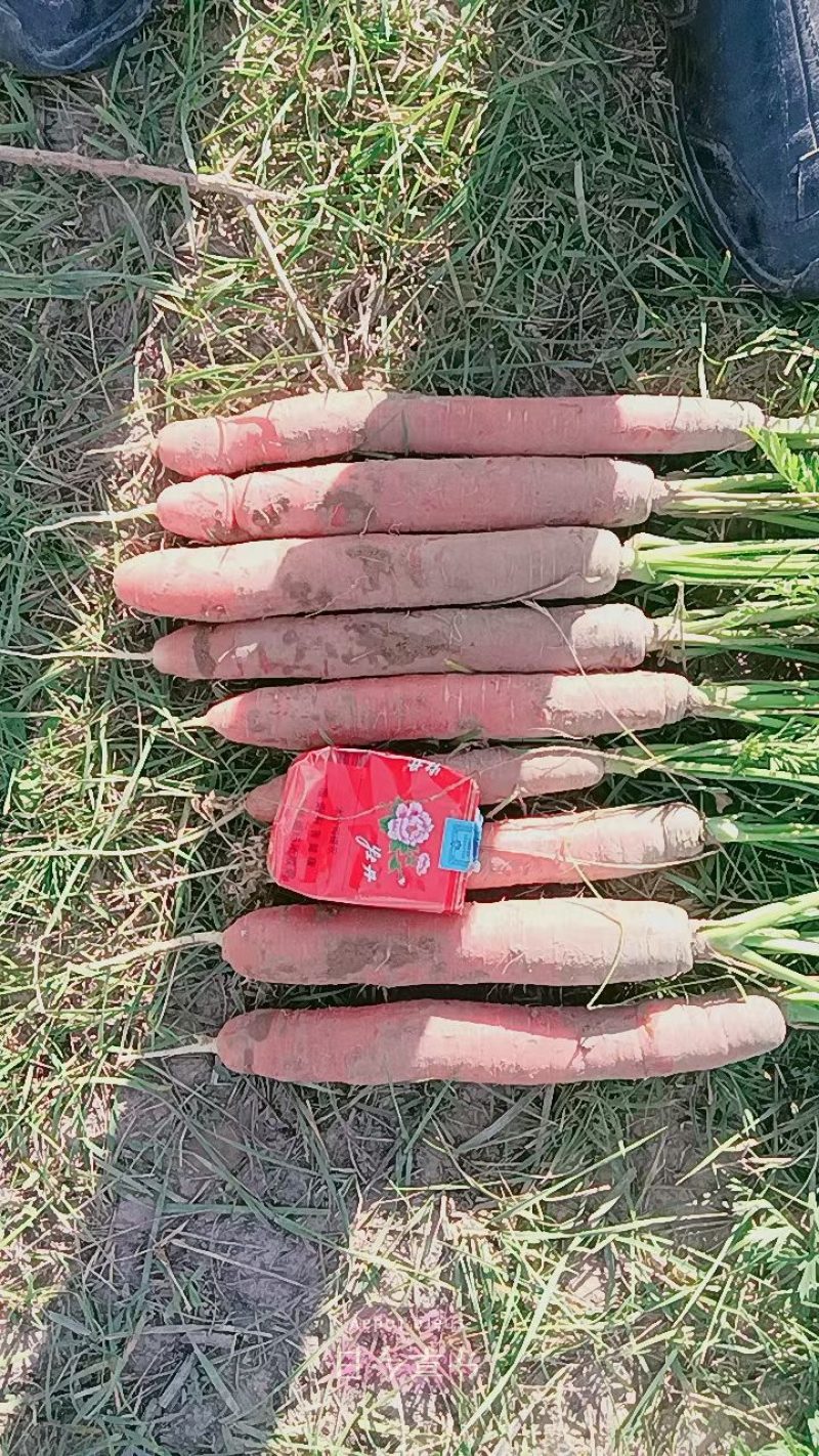 芹菜胡萝卜