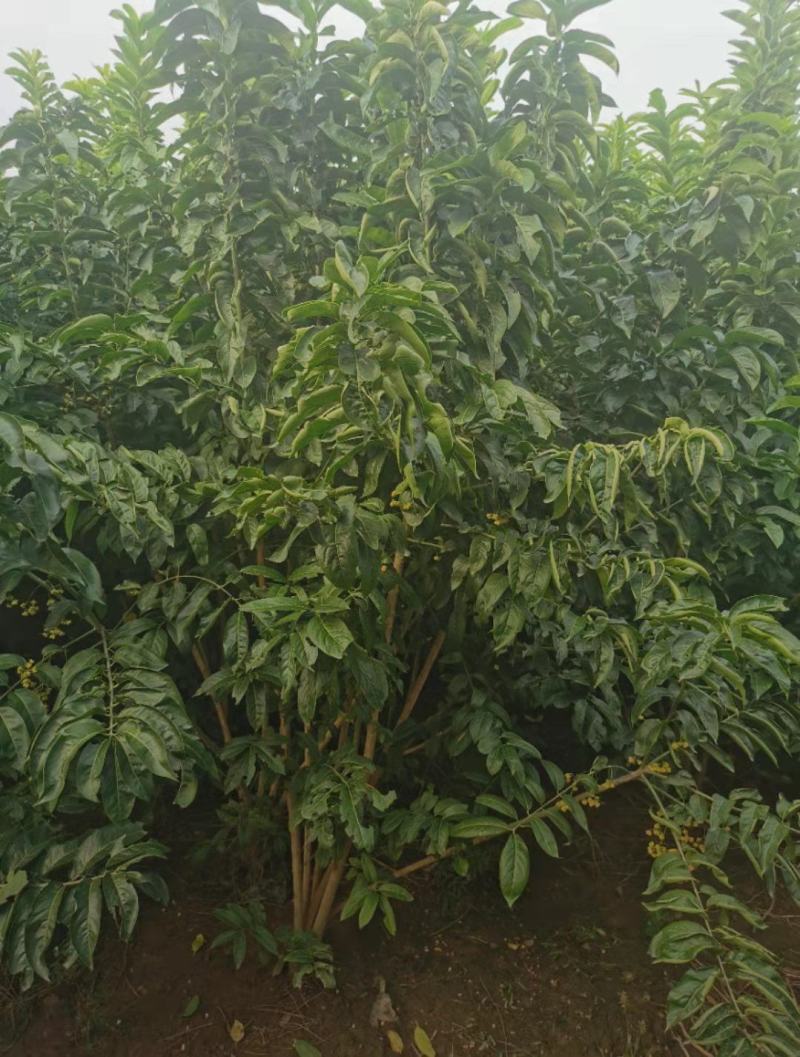 丛生丝棉木200/300/400/500/600规格齐全