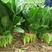 欧冠365一代杂交菠菜种子产量高抗病性强