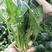 欧冠365一代杂交菠菜种子产量高抗病性强
