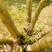 丛生金枝槐200/300/400/500/600规格齐全