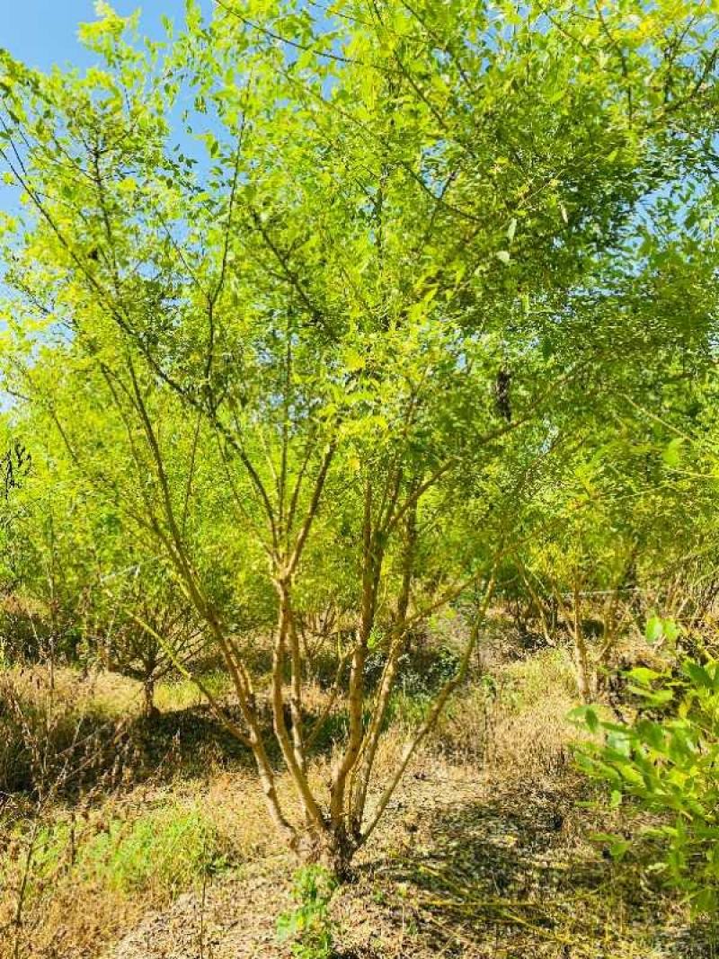 丛生金枝槐200/300/400/500/600规格齐全