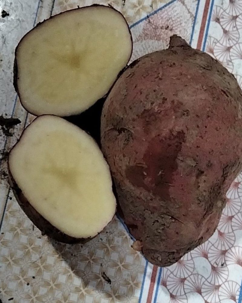 土豆