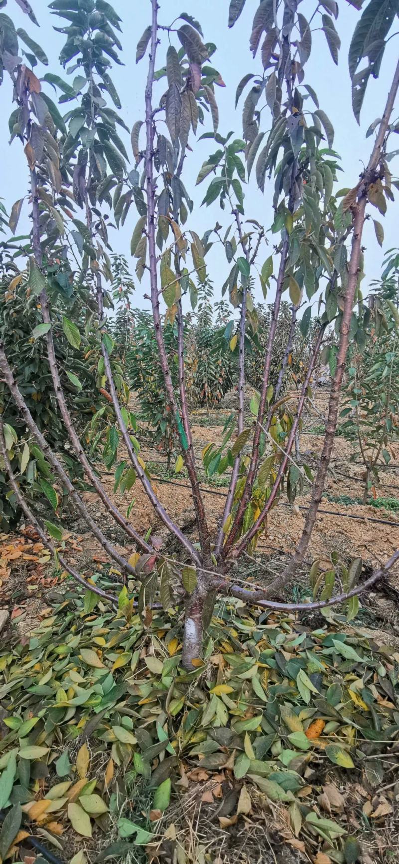 俄罗斯八号樱桃苗，抗寒抗冻能力强产量高好管理，提供技术
