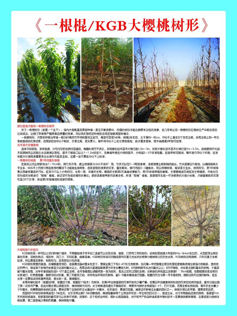 俄罗斯八号樱桃苗，抗寒抗冻能力强产量高好管理，提供技术