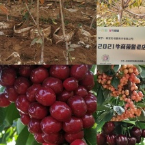 俄罗斯八号樱桃苗，抗寒抗冻能力强产量高好管理，提供技术