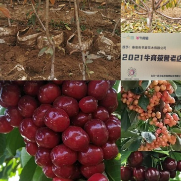 俄罗斯八号樱桃苗,抗寒抗冻能力强产量高好管理,提供技术