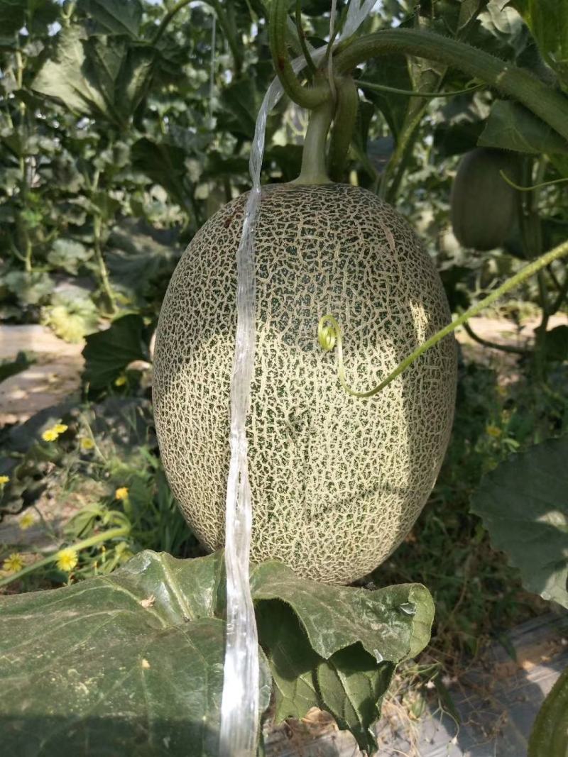 哈蜜瓜批发晓蜜25大量供货，产地直发，保质保量