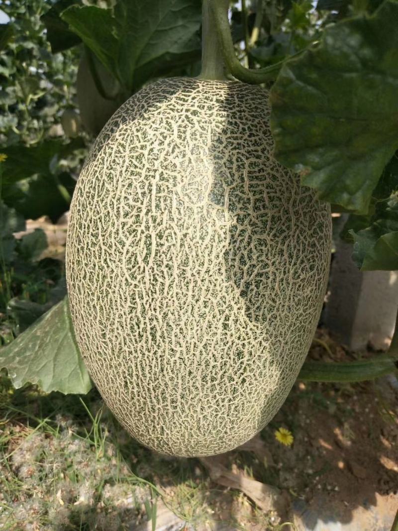 哈蜜瓜批发晓蜜25大量供货，产地直发，保质保量