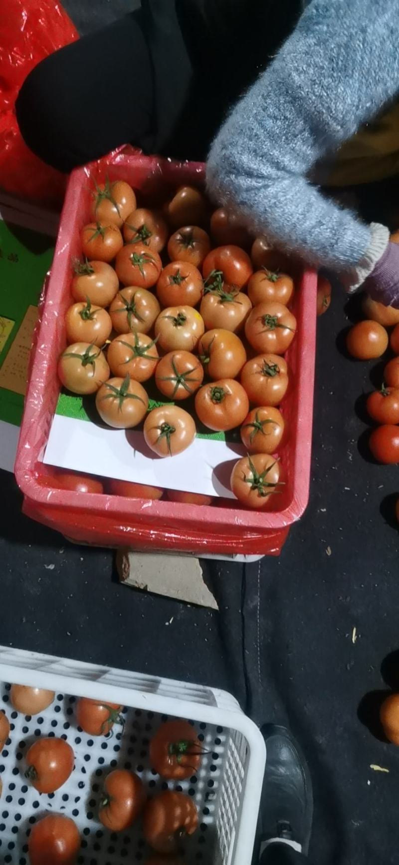 （西红柿基地）山东莘县精品大红西红柿（产地）